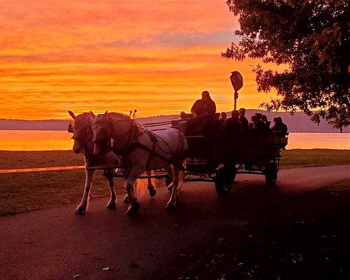 Horse Drawn Carriages