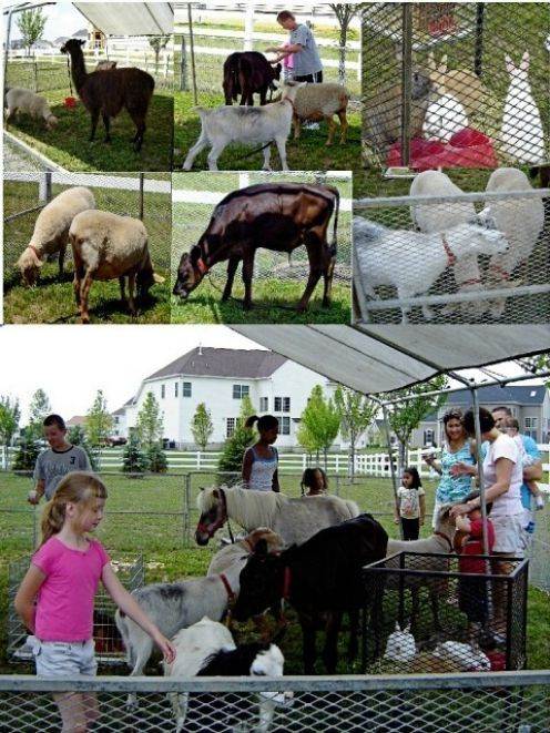 Petting Zoo