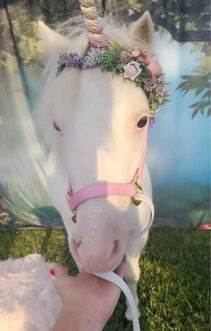 front of unicorn face